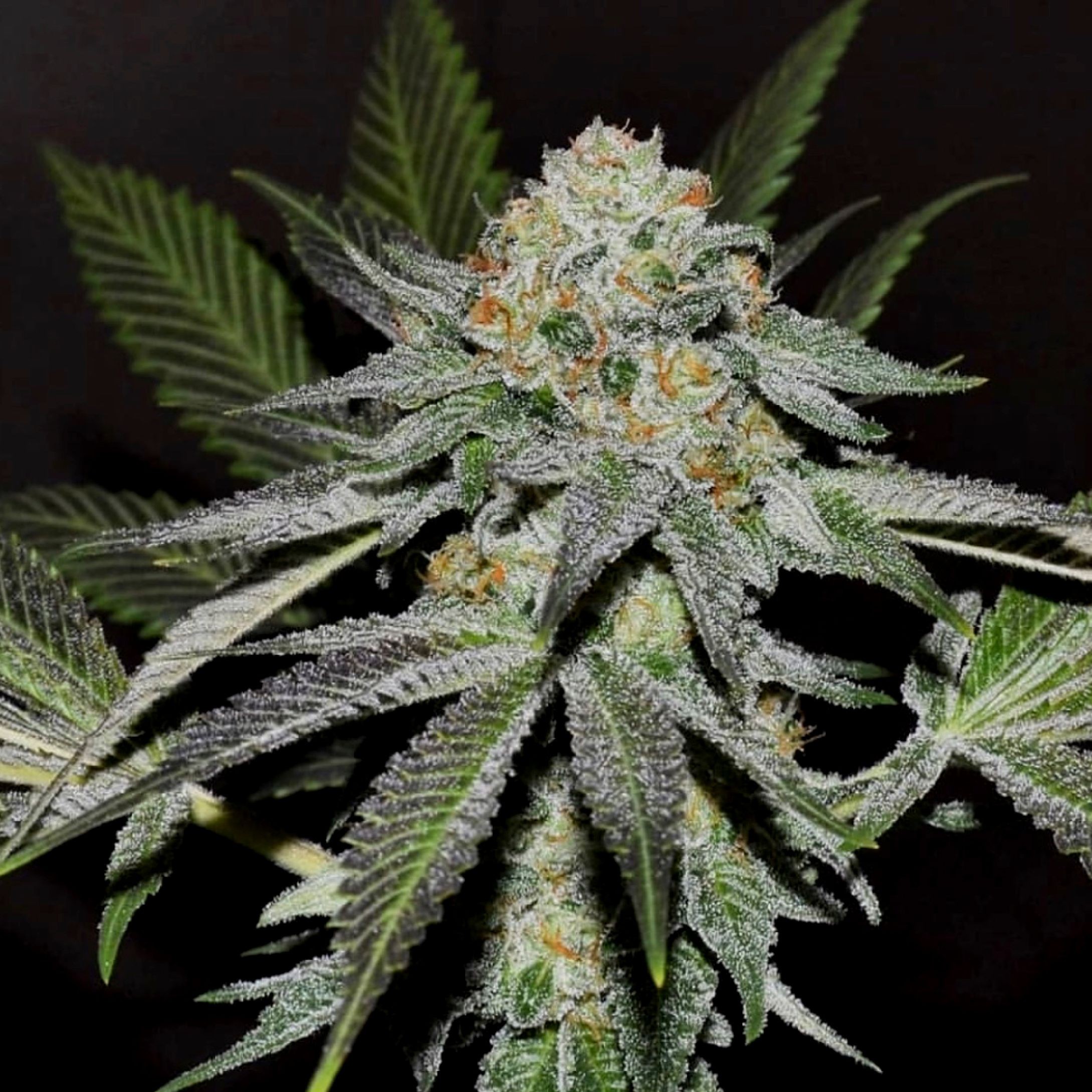 2 Scoops (Indica) Leafly